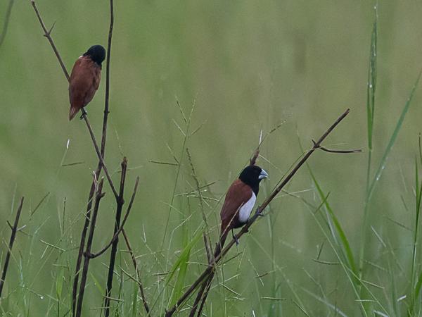 <h3><a href="/trips/srilanka/biota/animalia/chordata/aves/040 passeriformes/115 estrildidae/lonchura malacca/lonchura malacca-nl.html">Lonchura&nbsp;malacca</a> / Tricolored&nbsp;munia / Driekleurennon</h3>NIKON D500 met AF-S Nikkor 300mm f/2.8G IF-ED VR II, 1/1600 sec  bij F5.0, ISO 1250, afstand 29.8&nbsp;m